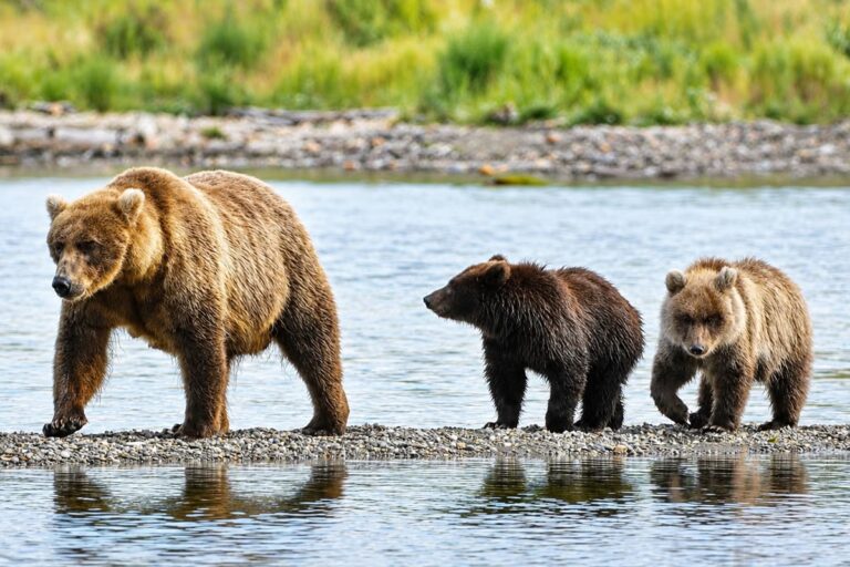 BEARS.jpeg