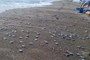 More-than-3000-baby-sea-turtles-released-in-Mexico.jpg