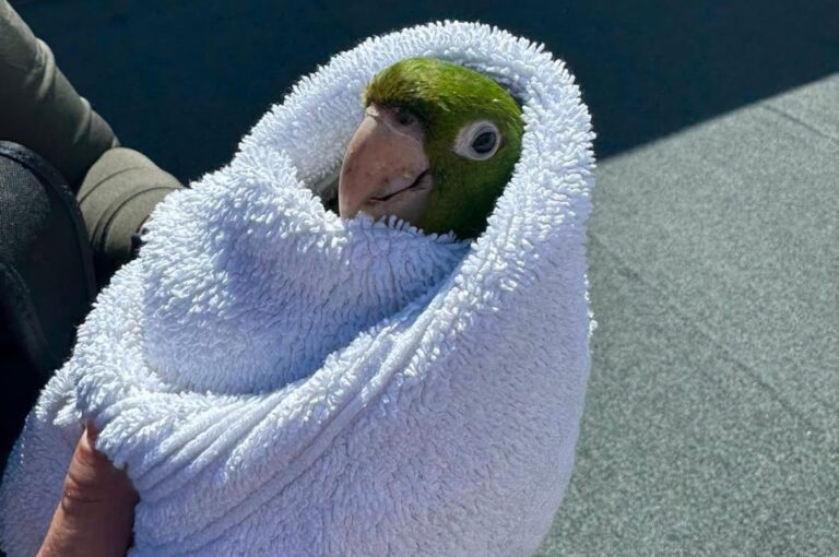Stuck-parrot-rescued-from-third-floor-balcony-in-San-Francisco.jpg