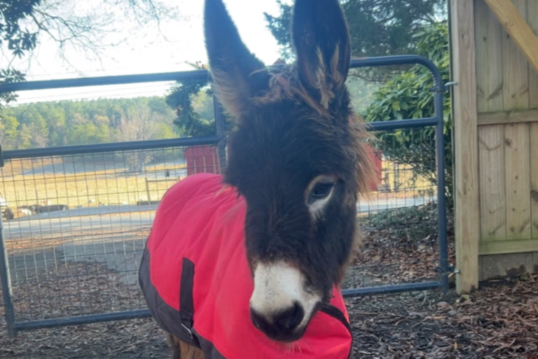 donkey.png