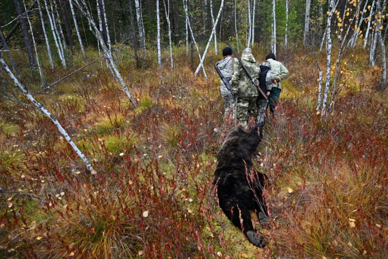 2026-10-12T081359Z_1783134077_RC2LRNAVN3ME_RTRMADP_3_RUSSIA-BEARS.JPG
