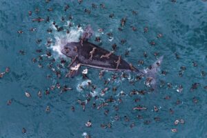 Argentina_Whale_83429.jpg