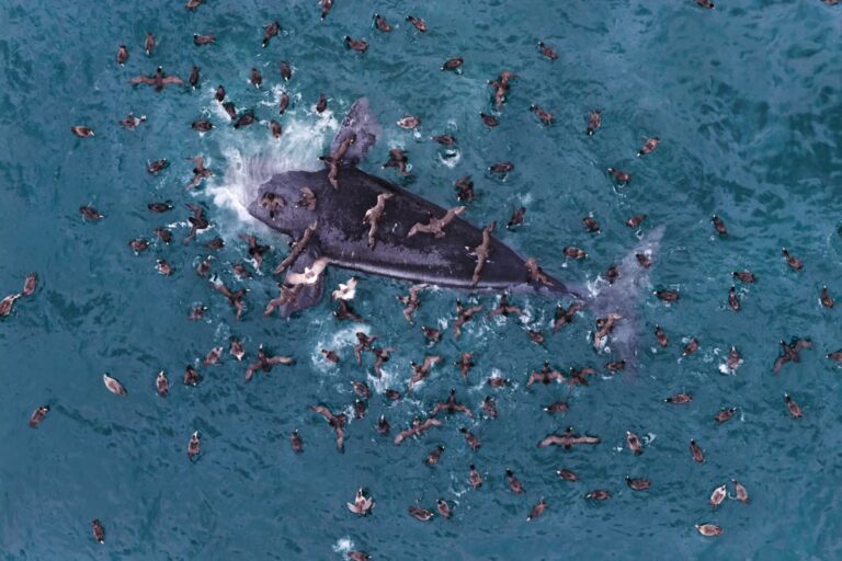 Argentina_Whale_83429.jpg