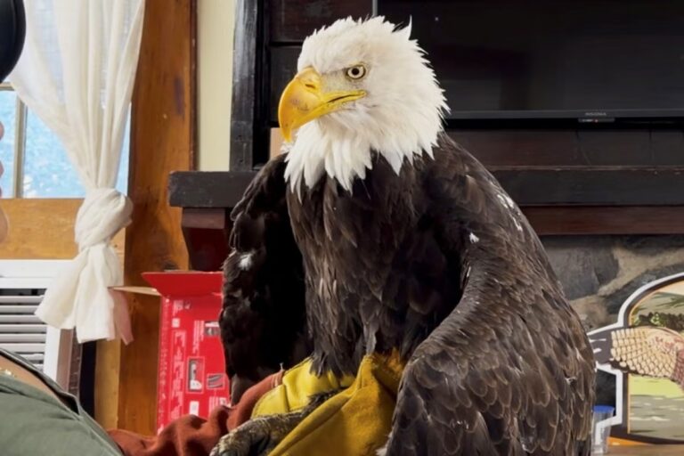 Bald_Eagle_Jackie_Death_16176.jpg