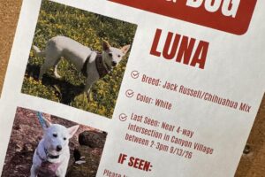 Yellowstone_Missing_Dog_449_8.jpg