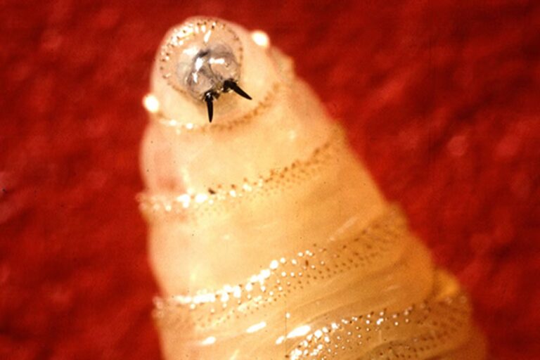 nws-larva-landscape.jpeg